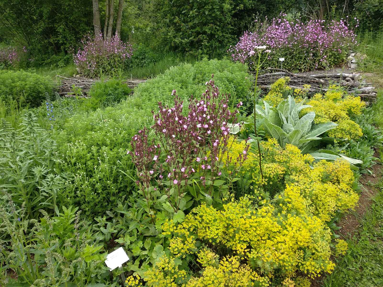 Wildbienengarten aktuell